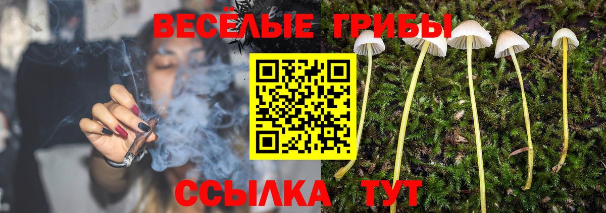 Псилоцибиновые грибы прущие грибы Чернушка